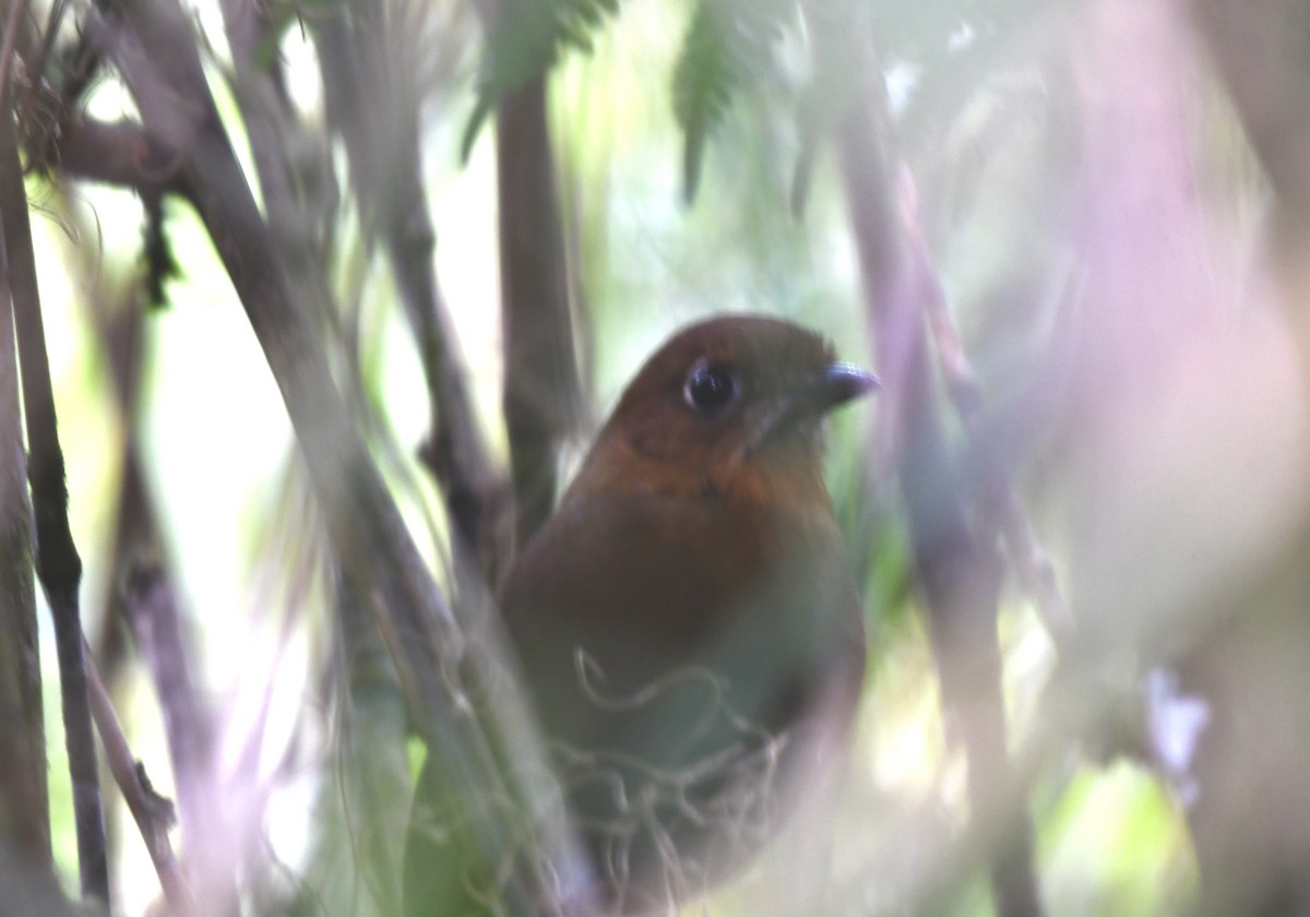 Sierra Nevada Antpitta - ML635889123