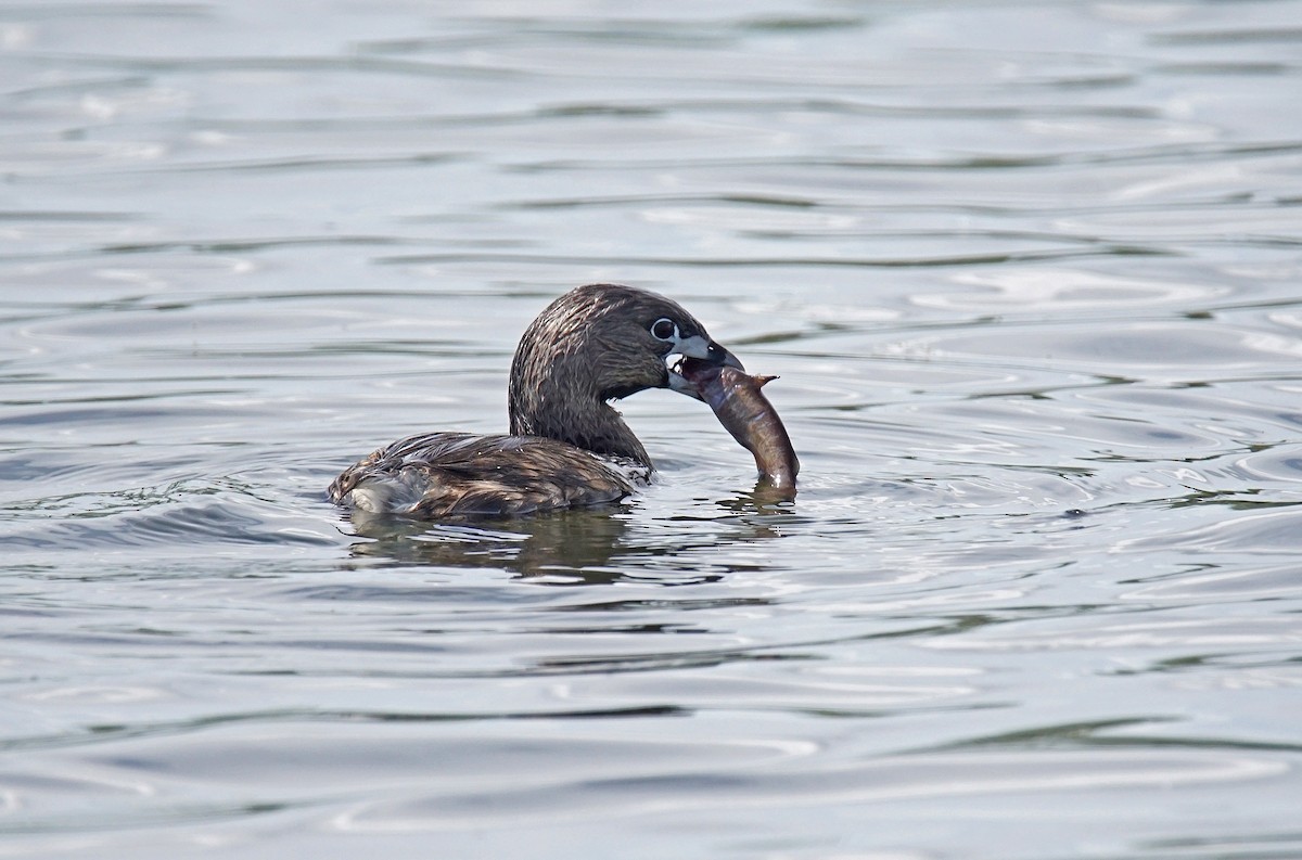 potápka americká - ML635889331