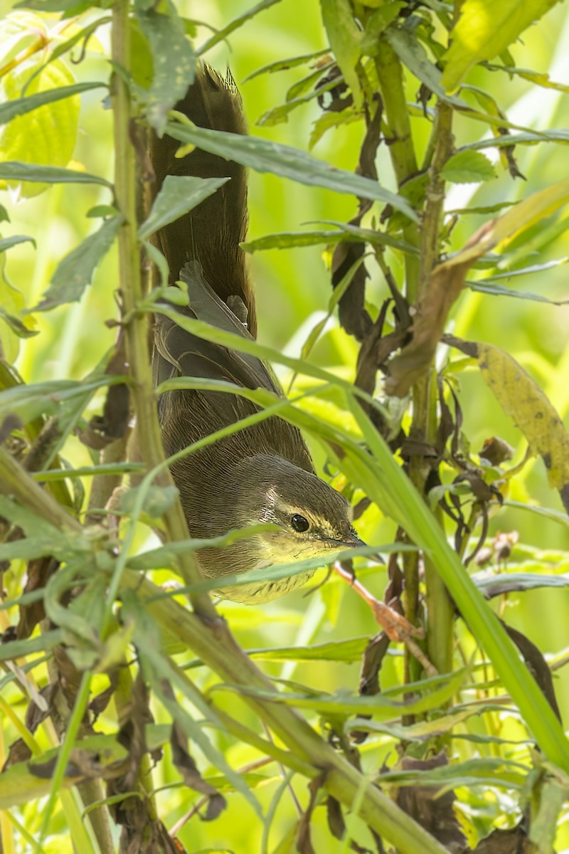 Highland Rush Warbler - ML635889348