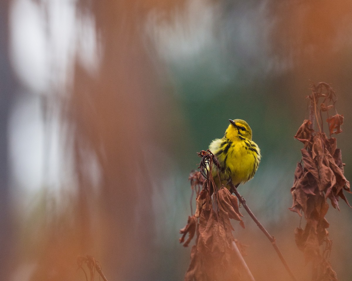 Prairie Warbler - ML635889422