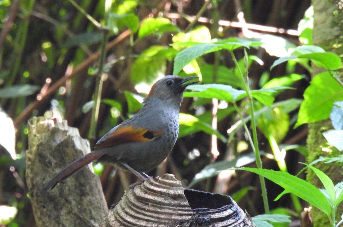 Golden-winged Laughingthrush - ML635889446