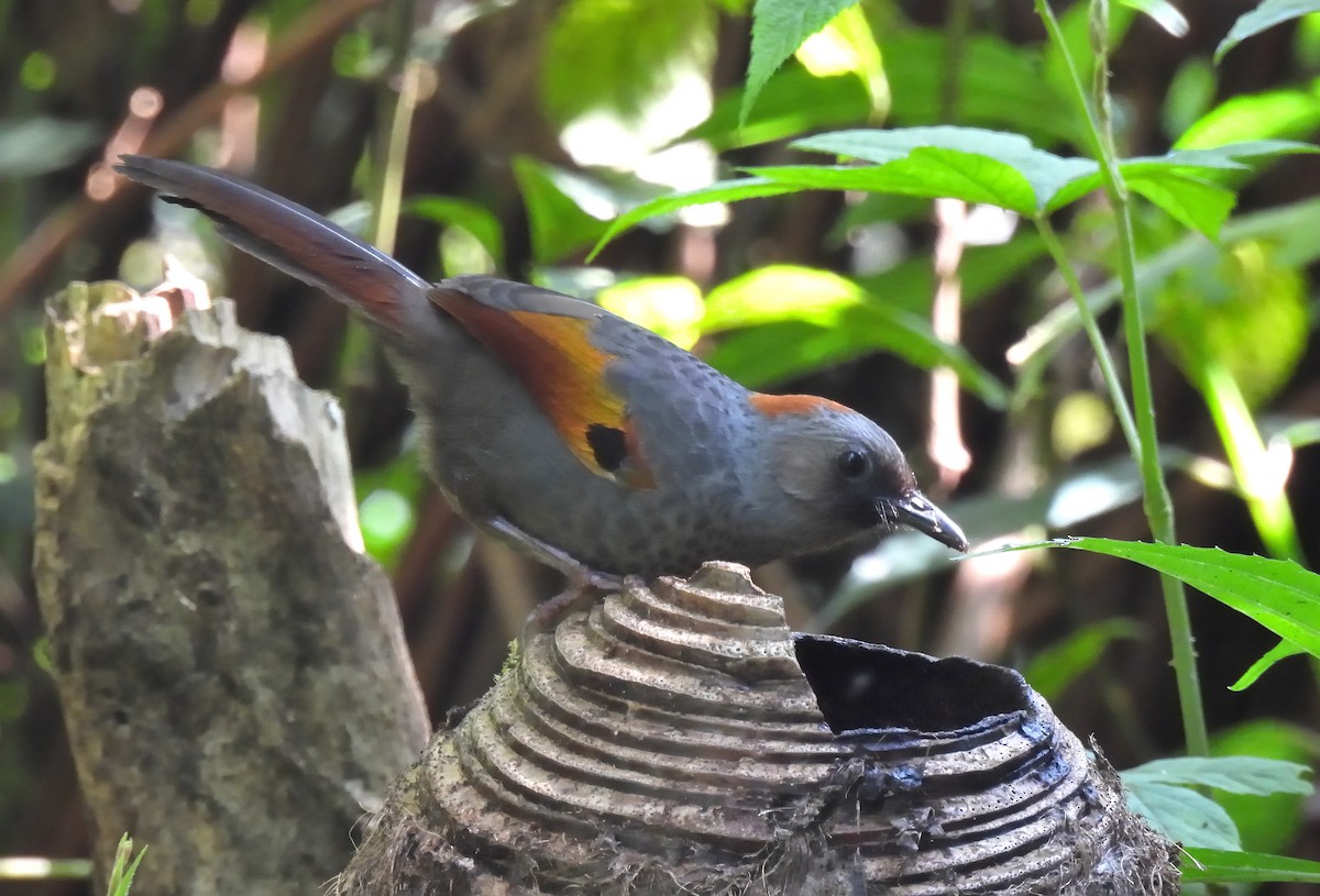 Golden-winged Laughingthrush - ML635889449