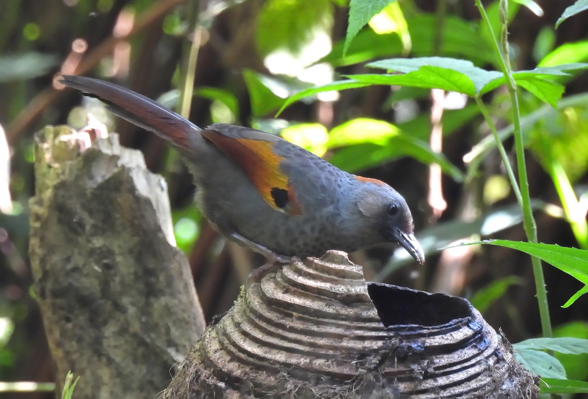 Golden-winged Laughingthrush - ML635889450