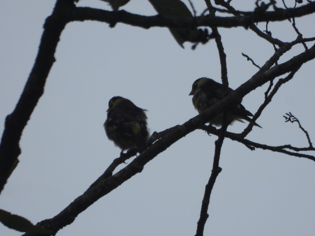 Yellow-breasted Greenfinch - ML635889472