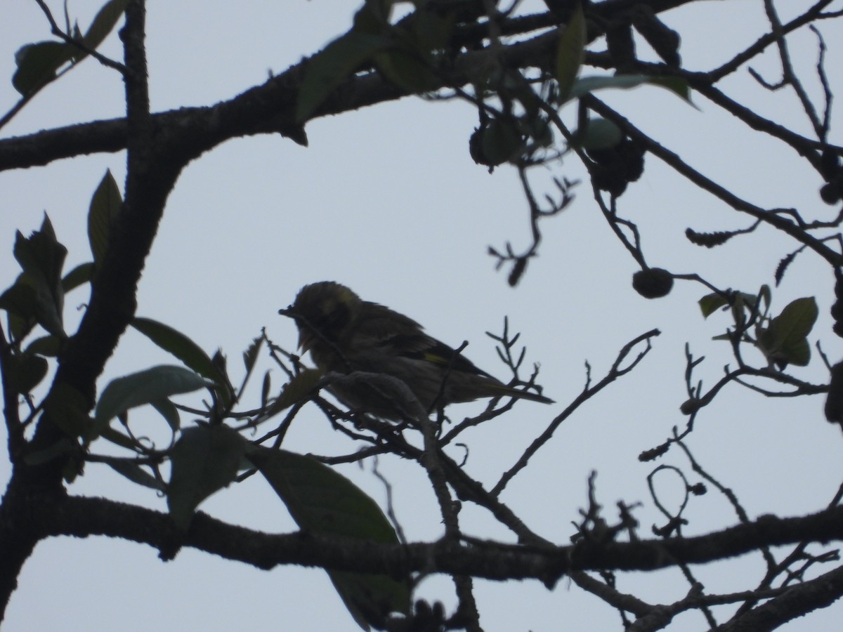Yellow-breasted Greenfinch - ML635889473