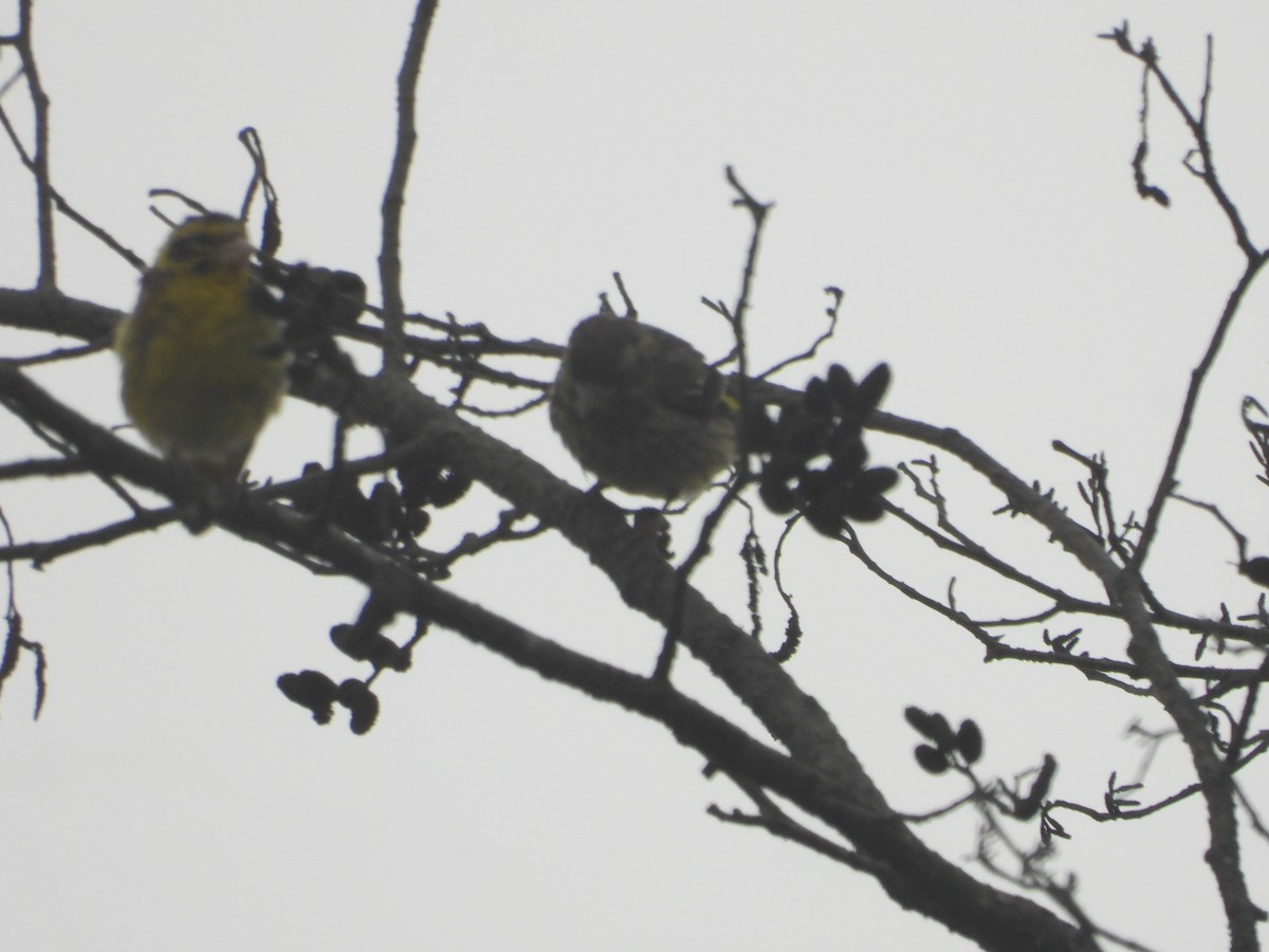 Yellow-breasted Greenfinch - ML635889474