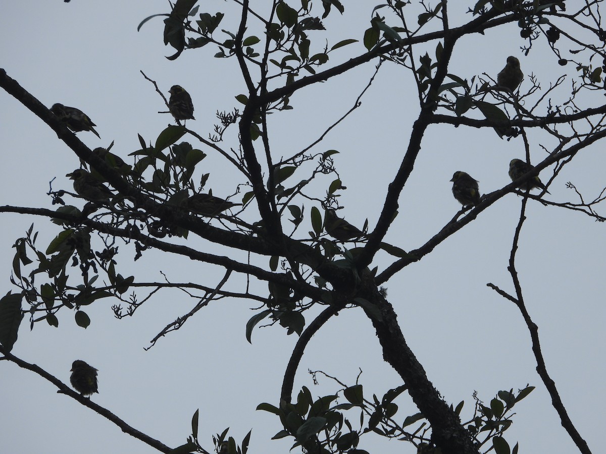 Yellow-breasted Greenfinch - ML635889475