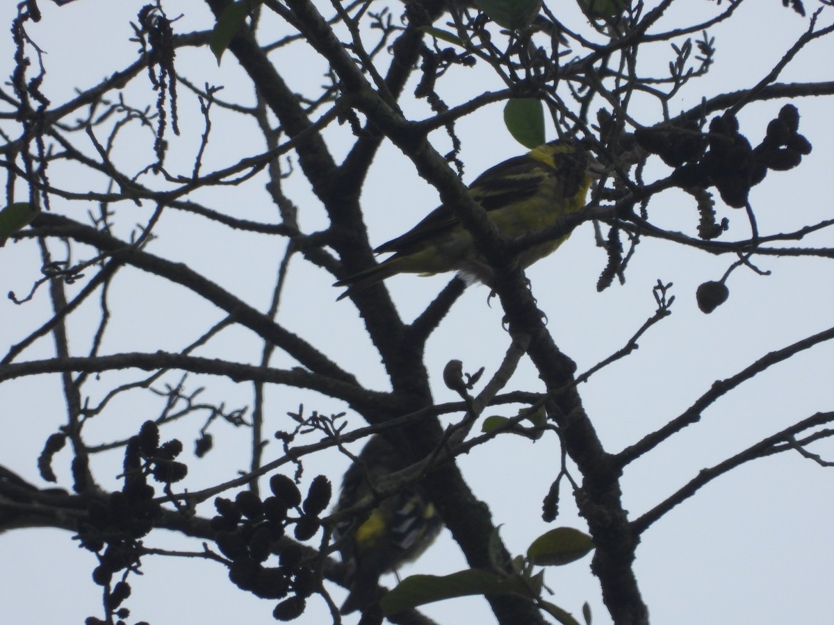 Yellow-breasted Greenfinch - ML635889476
