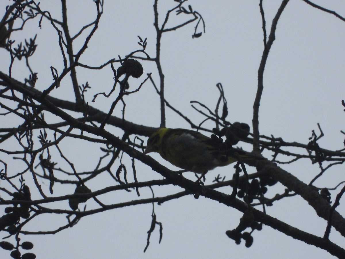 Yellow-breasted Greenfinch - ML635889477
