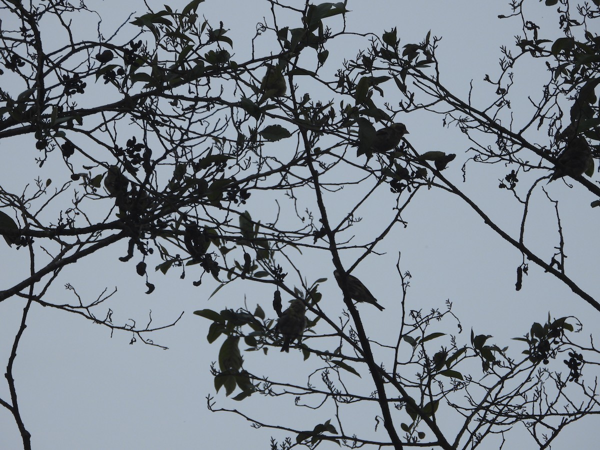 Yellow-breasted Greenfinch - ML635889478