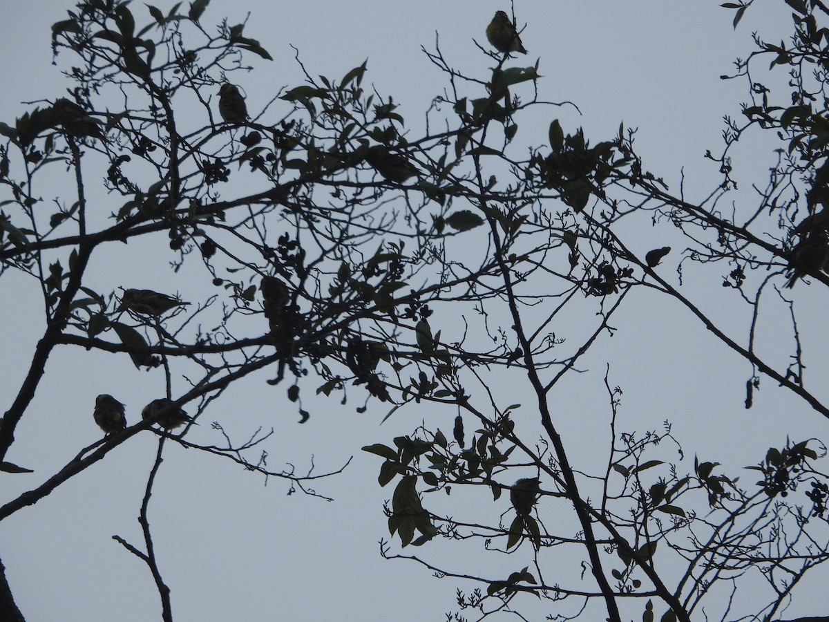 Yellow-breasted Greenfinch - ML635889479