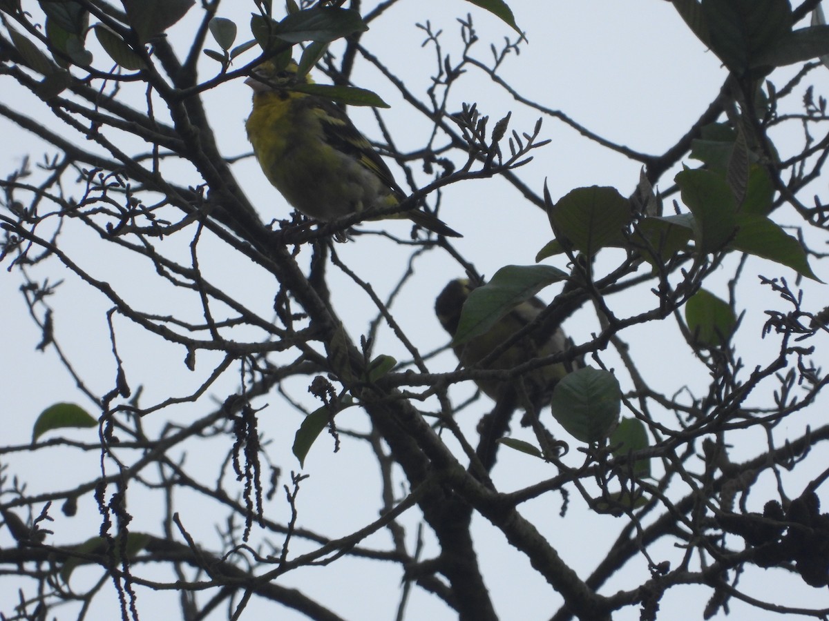 Yellow-breasted Greenfinch - ML635889480