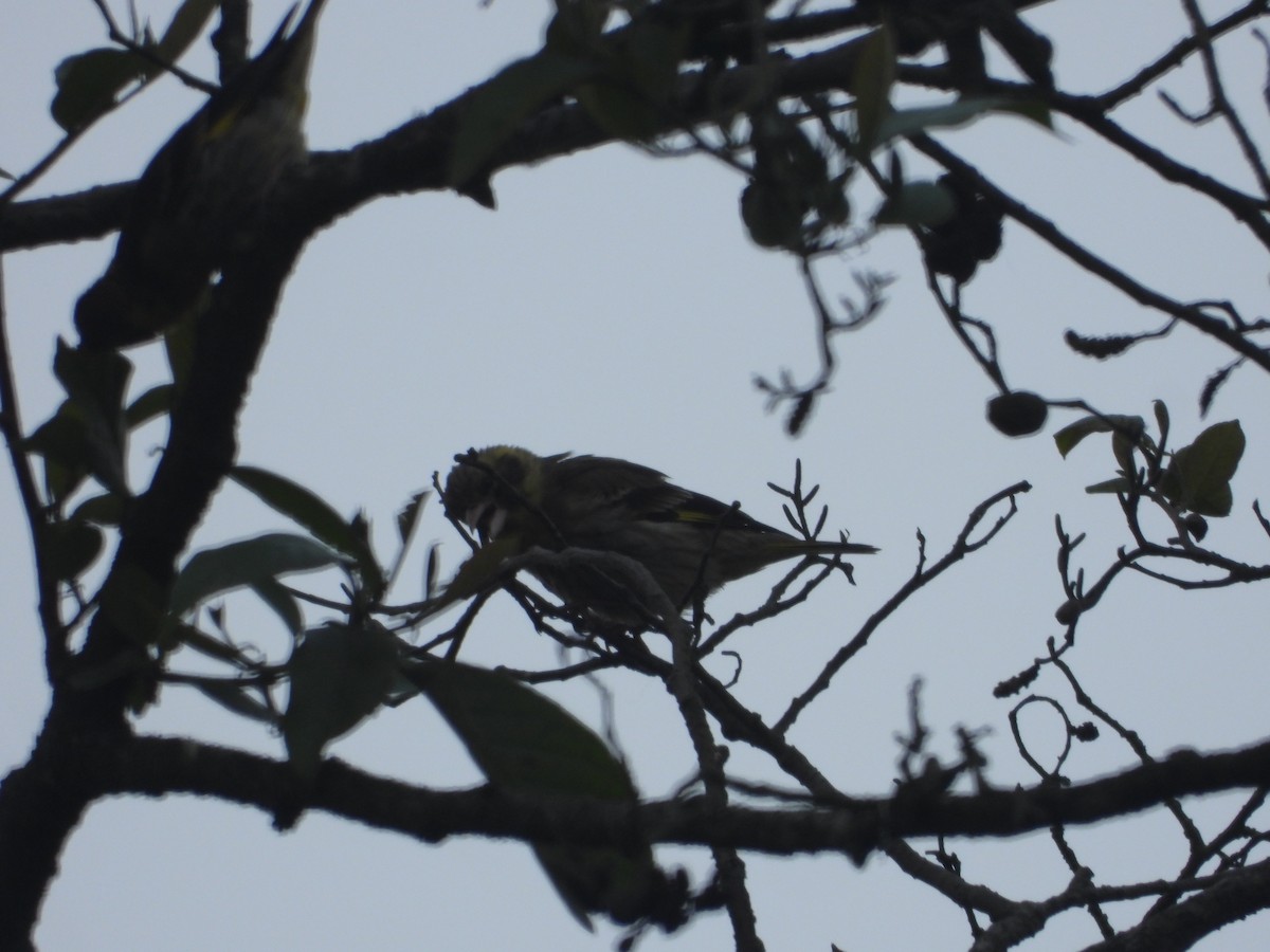Yellow-breasted Greenfinch - ML635889481