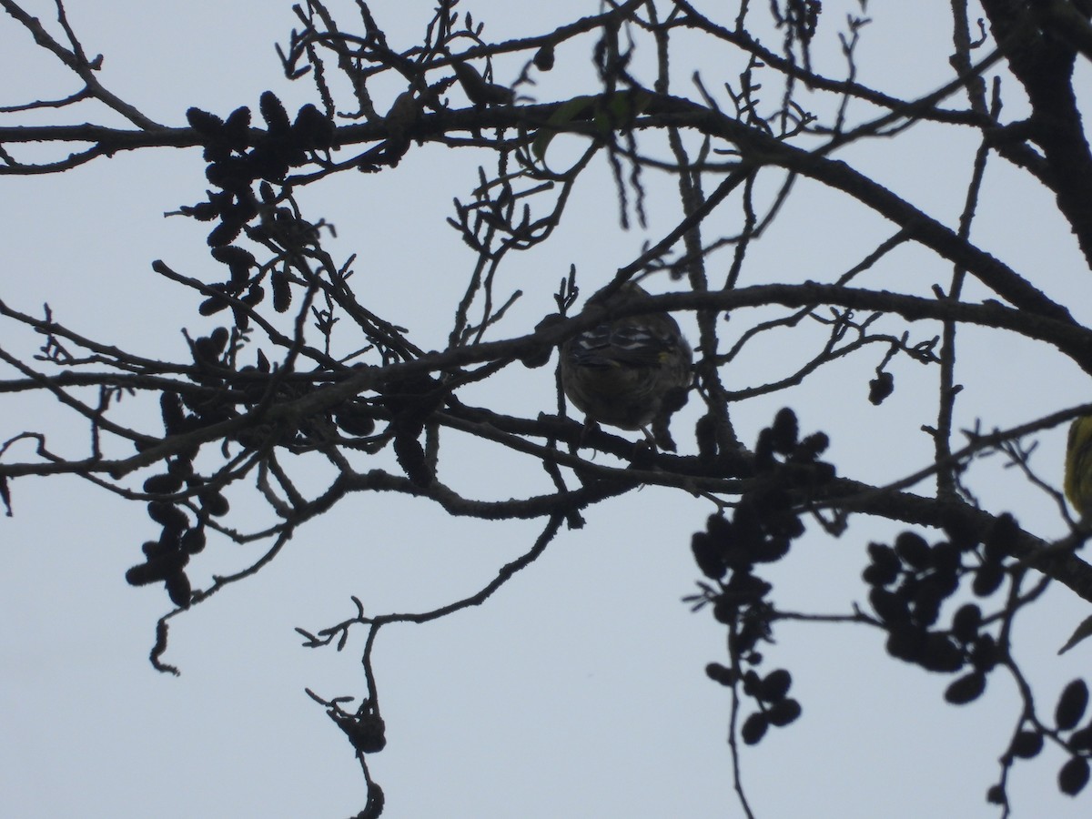 Yellow-breasted Greenfinch - ML635889482