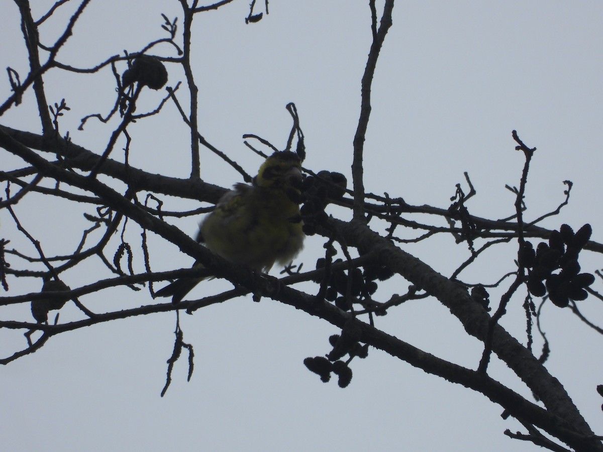 Yellow-breasted Greenfinch - ML635889483