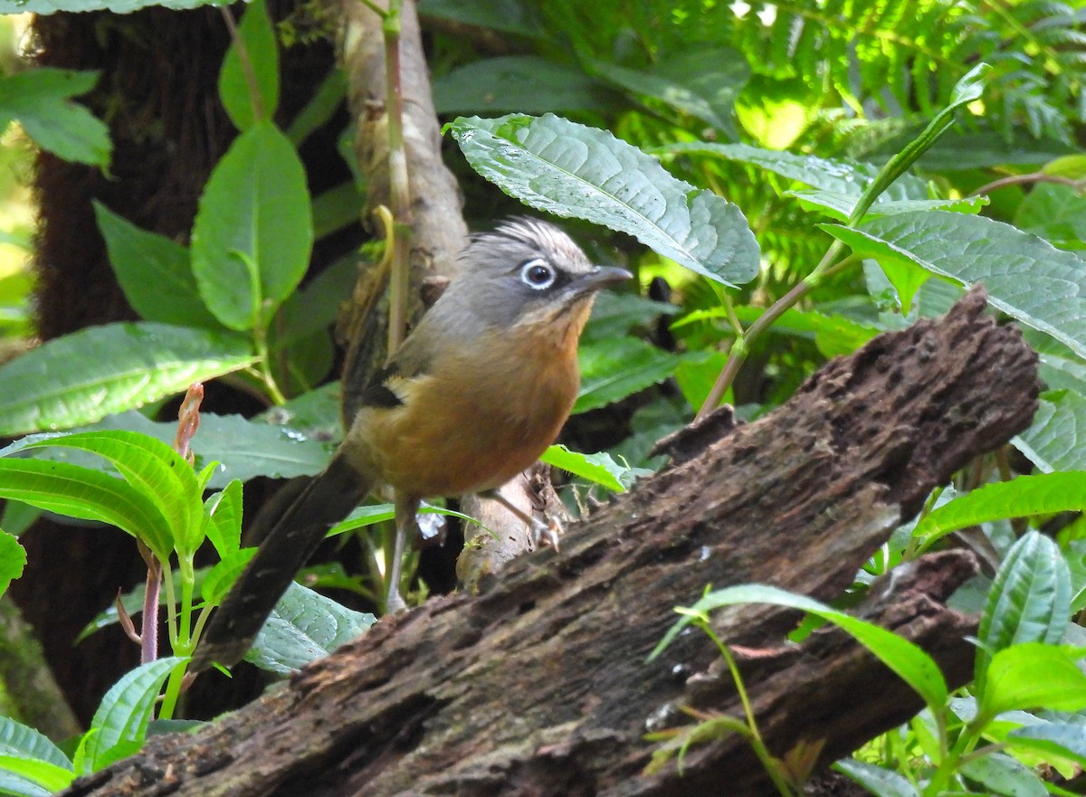 Black-crowned Barwing - ML635889615
