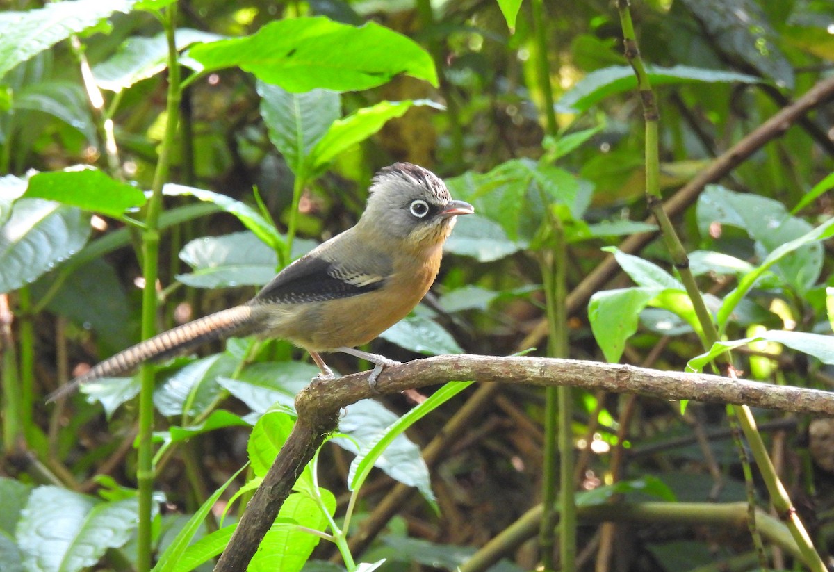 Black-crowned Barwing - ML635889617