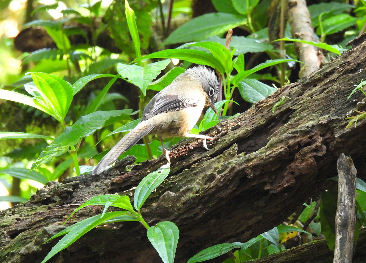 Black-crowned Barwing - ML635889619