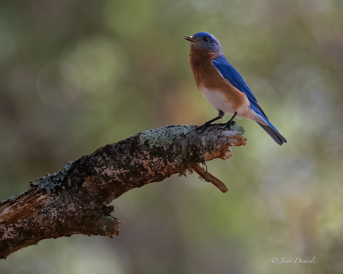 Eastern Bluebird - ML635889635