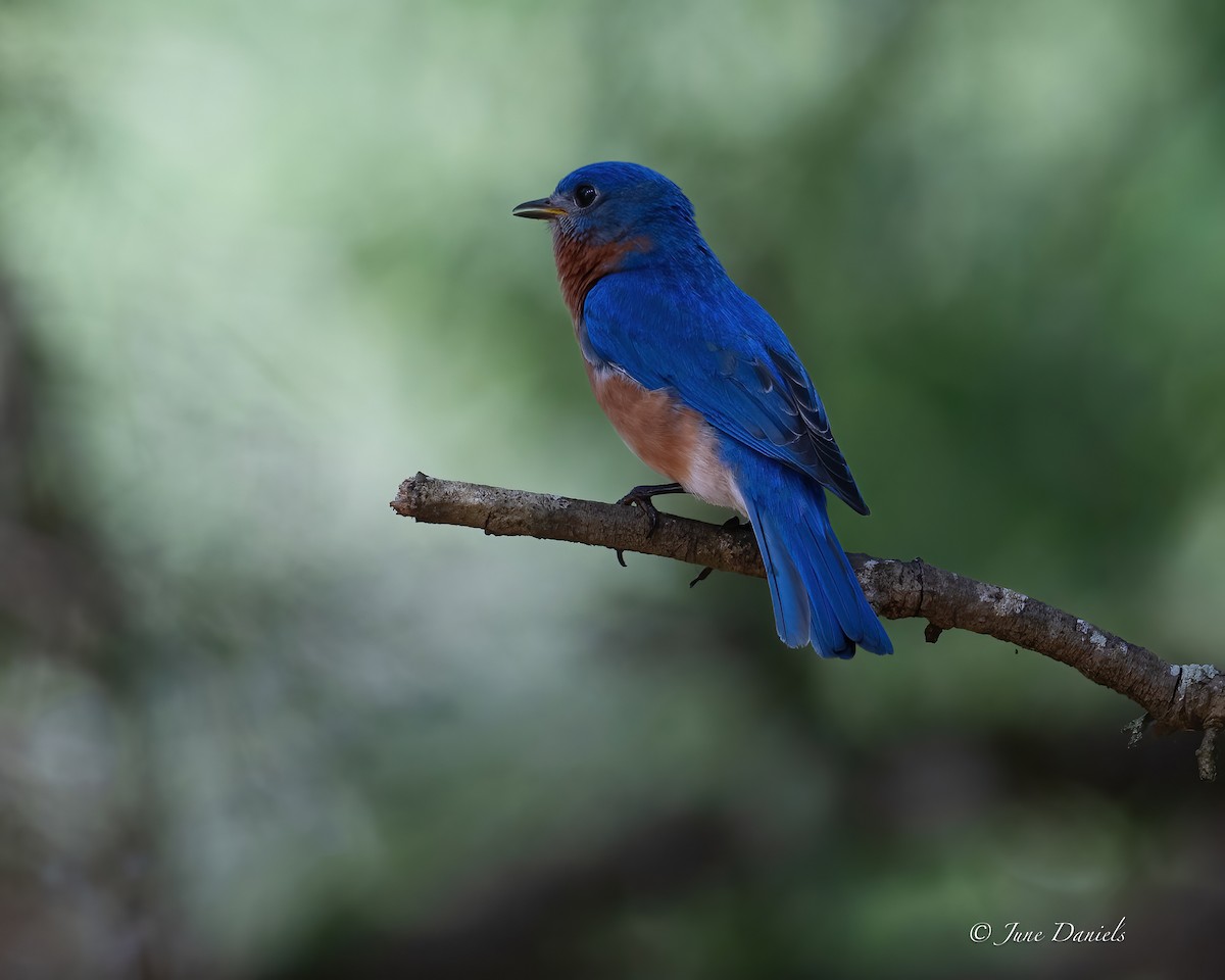 Eastern Bluebird - ML635889636