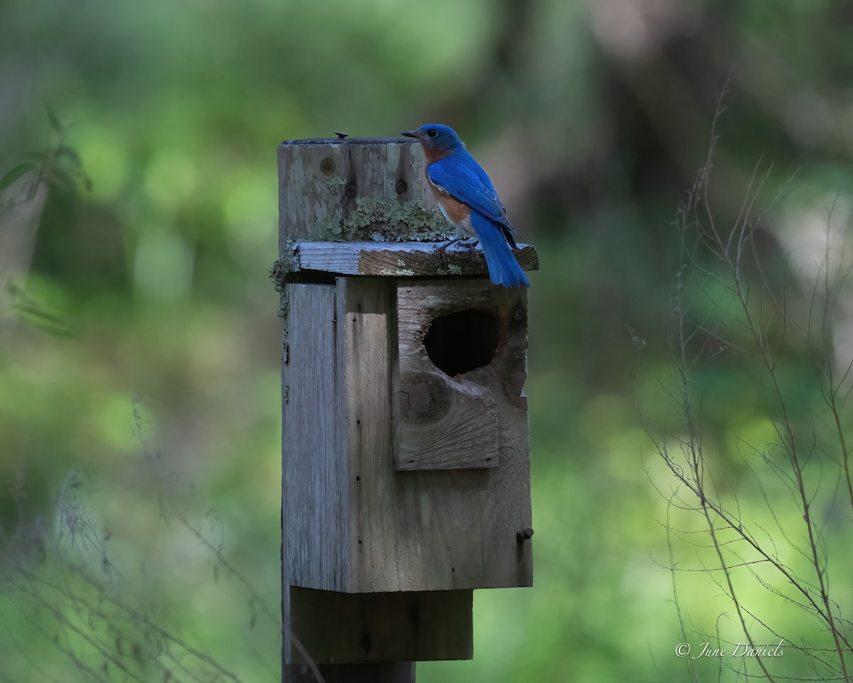 Eastern Bluebird - ML635889637