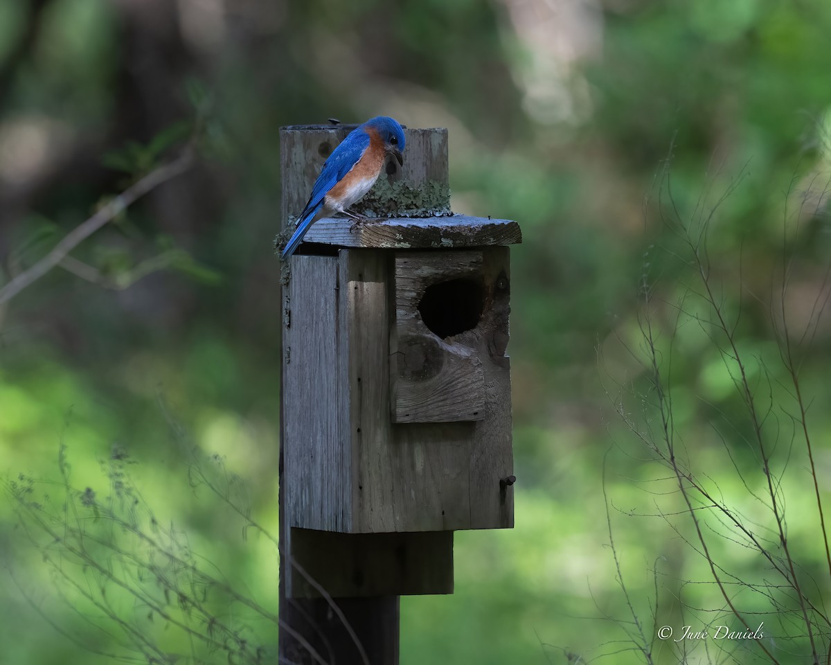 Eastern Bluebird - ML635889638
