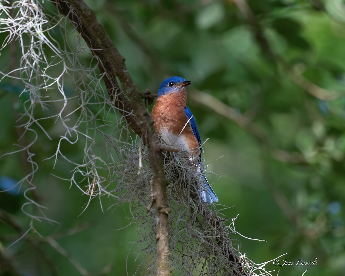 Eastern Bluebird - ML635889639