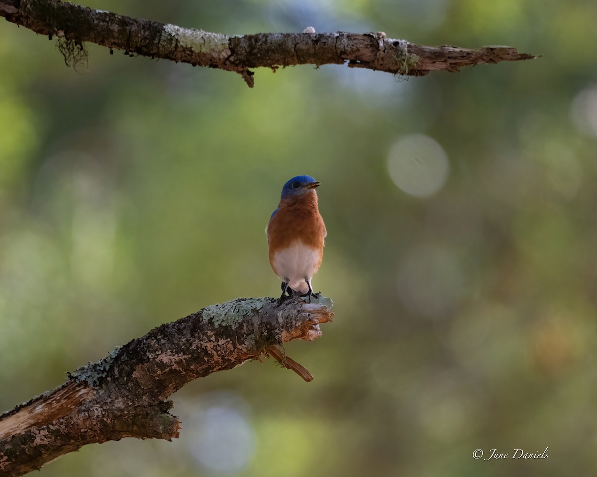 Eastern Bluebird - ML635889640