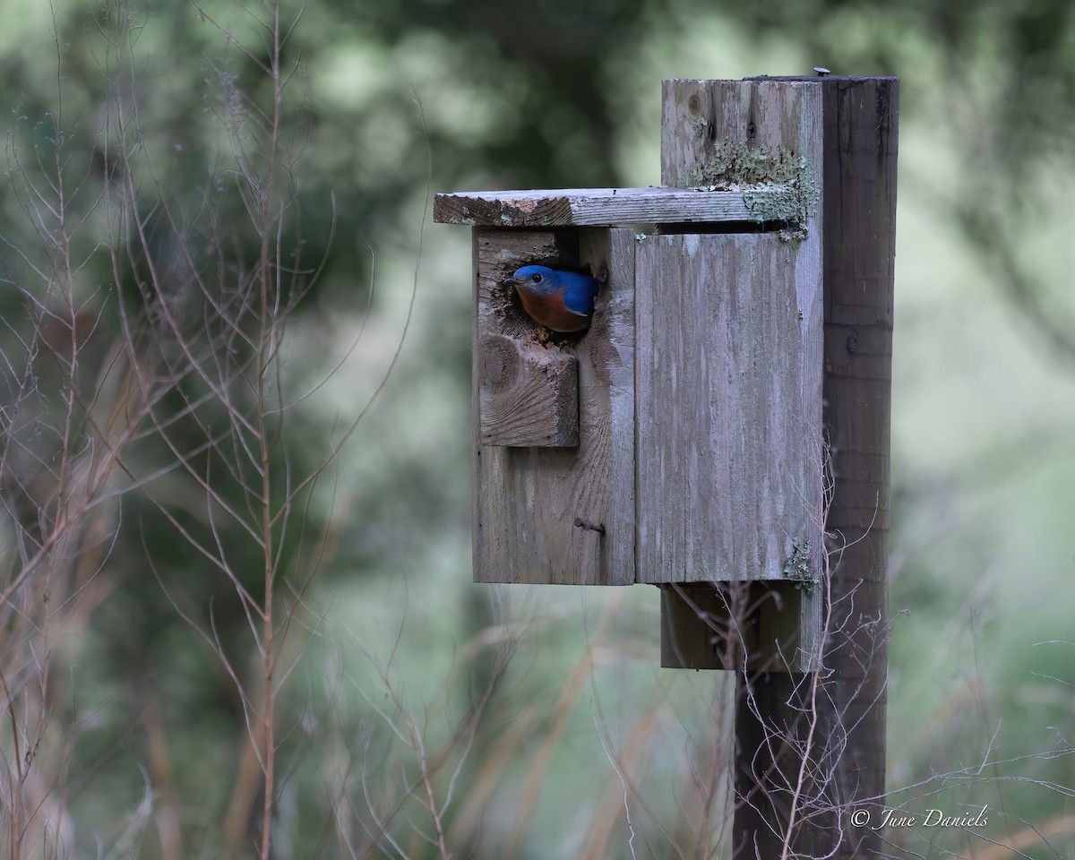 Eastern Bluebird - ML635889641