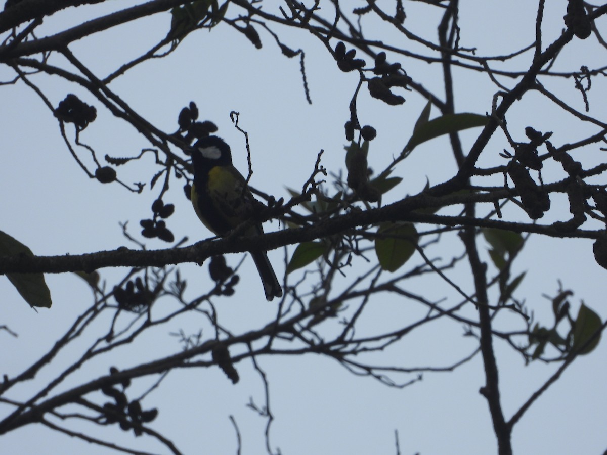 Green-backed Tit - ML635889642