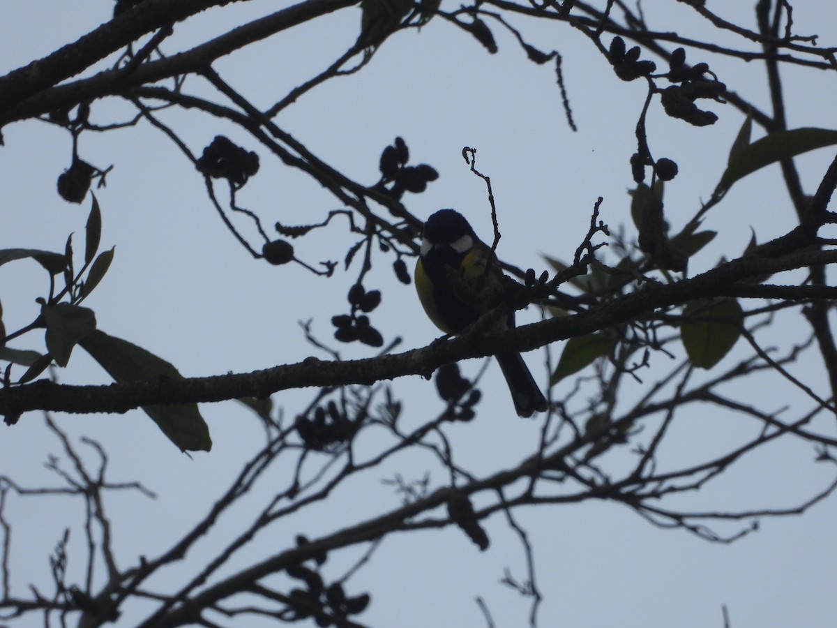 Green-backed Tit - ML635889645