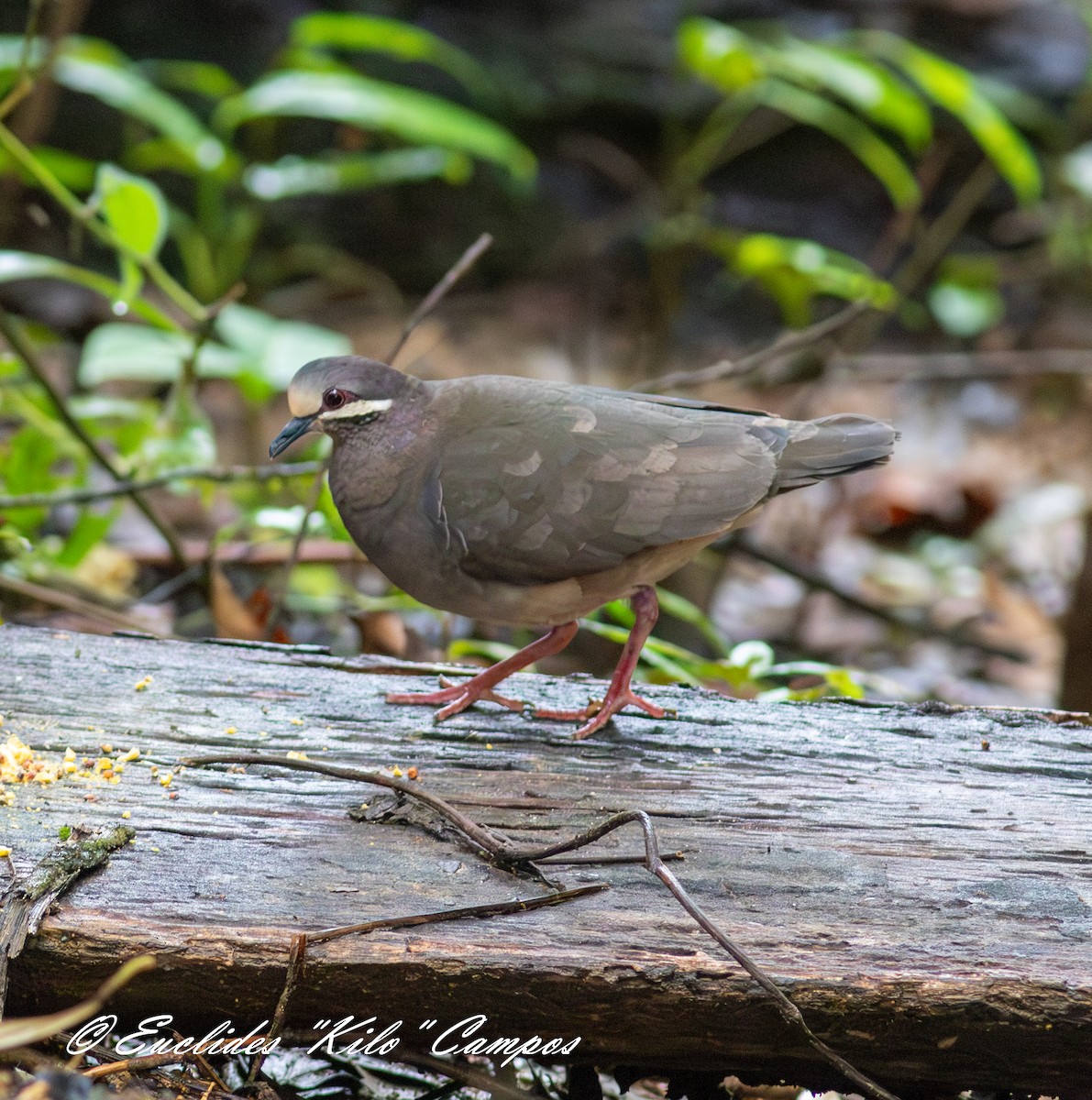 Olive-backed Quail-Dove - ML635889765