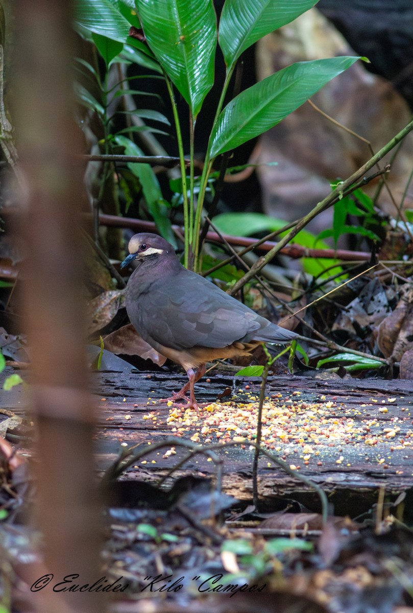 Olive-backed Quail-Dove - ML635889767