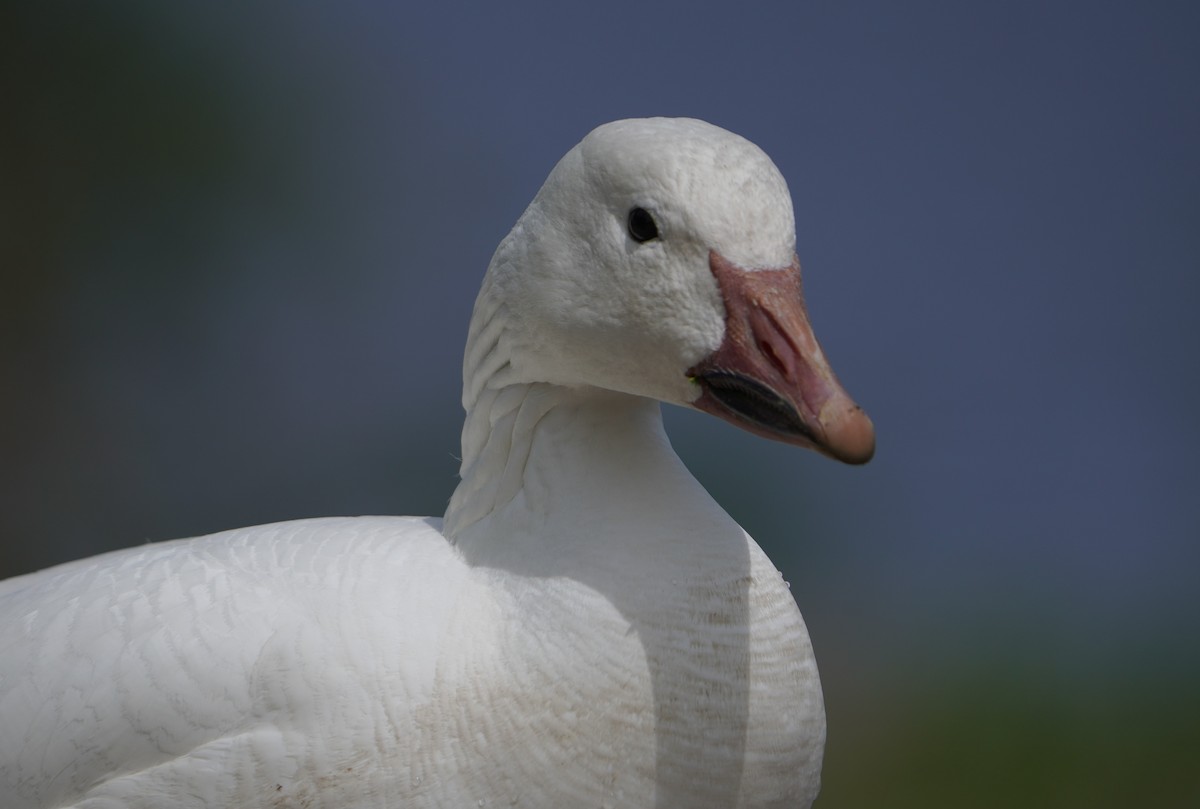 Snow Goose - ML635890031
