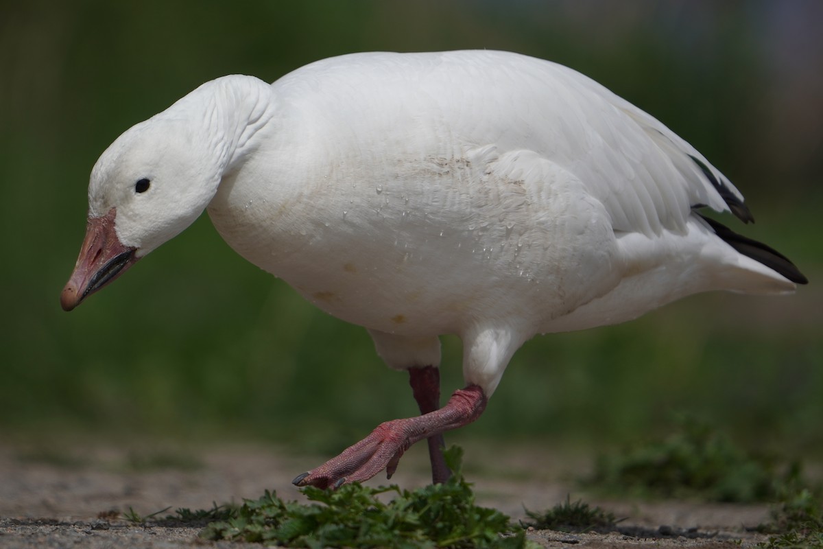 Snow Goose - ML635890032