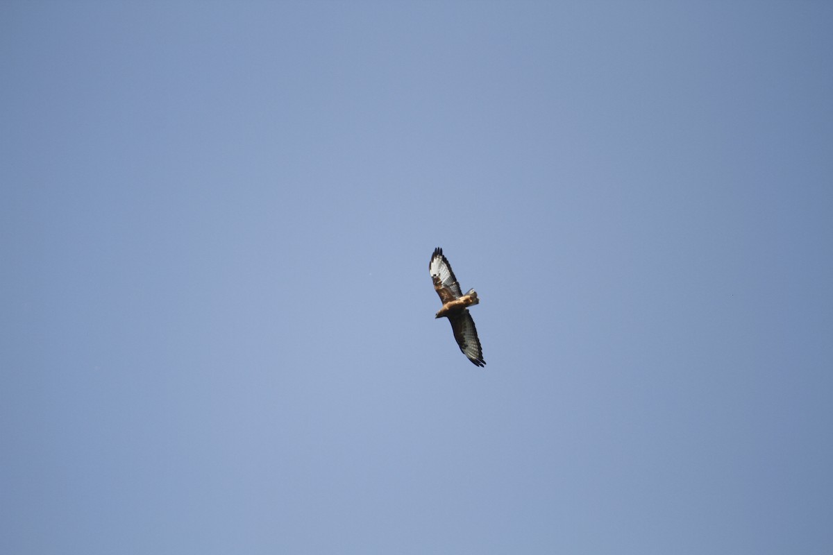 歐亞鵟(vulpinus/menetriesi) - ML635890123