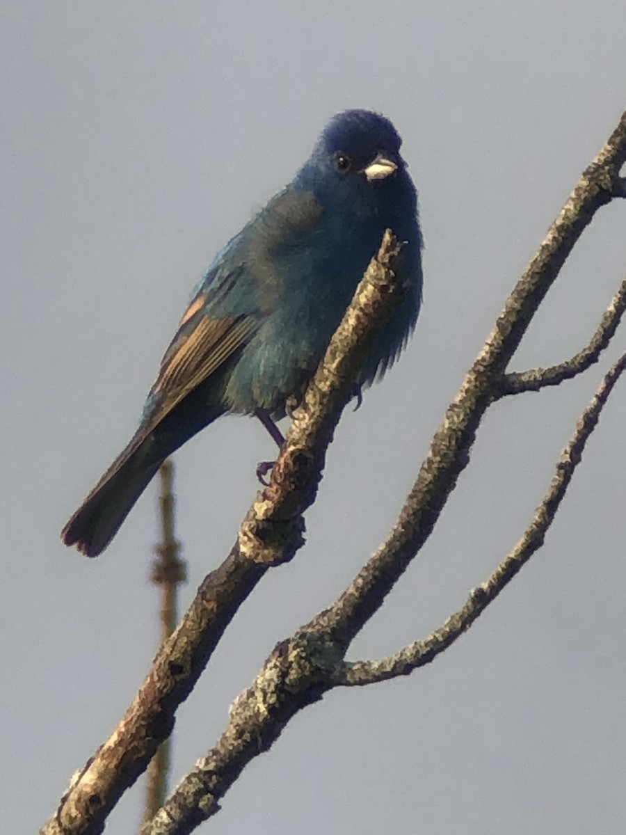 Indigo Bunting - ML635890281