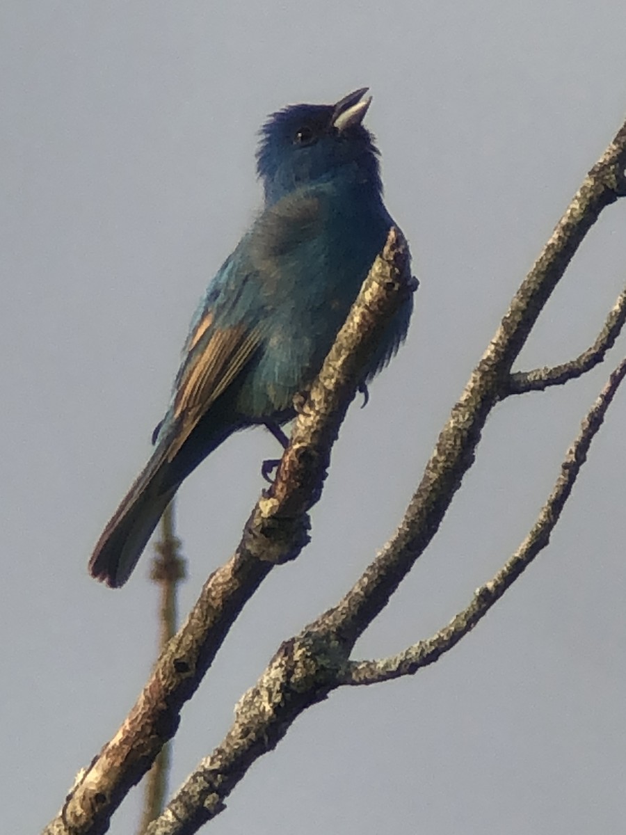 Indigo Bunting - ML635890282