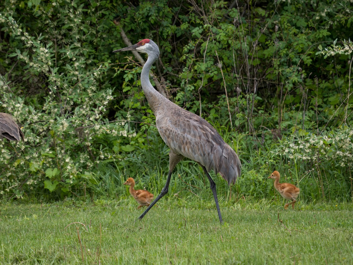 Sandhill Crane - ML635890298