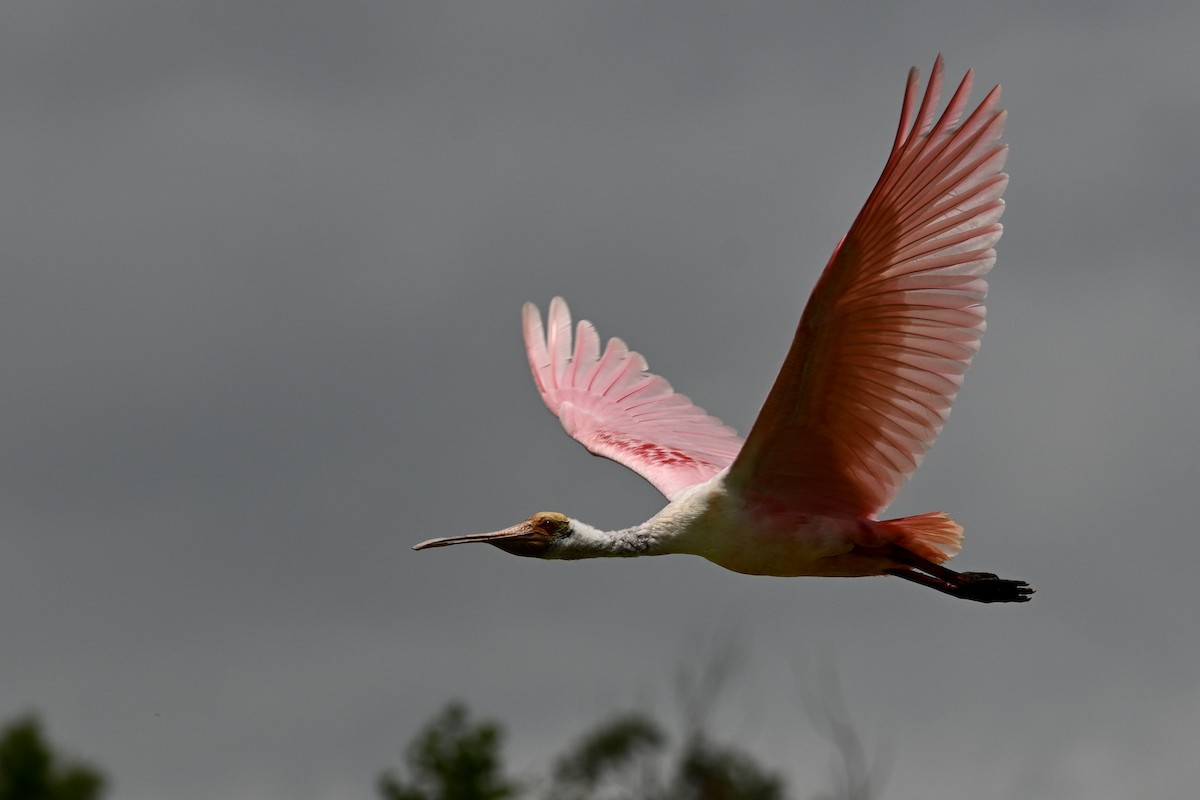 Roseate Spoonbill - ML635890380