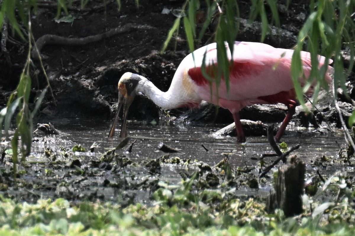 Roseate Spoonbill - ML635890414