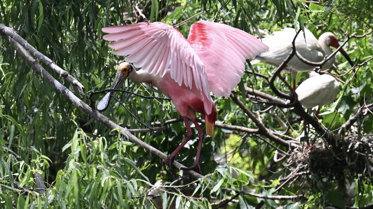 Roseate Spoonbill - ML635890415