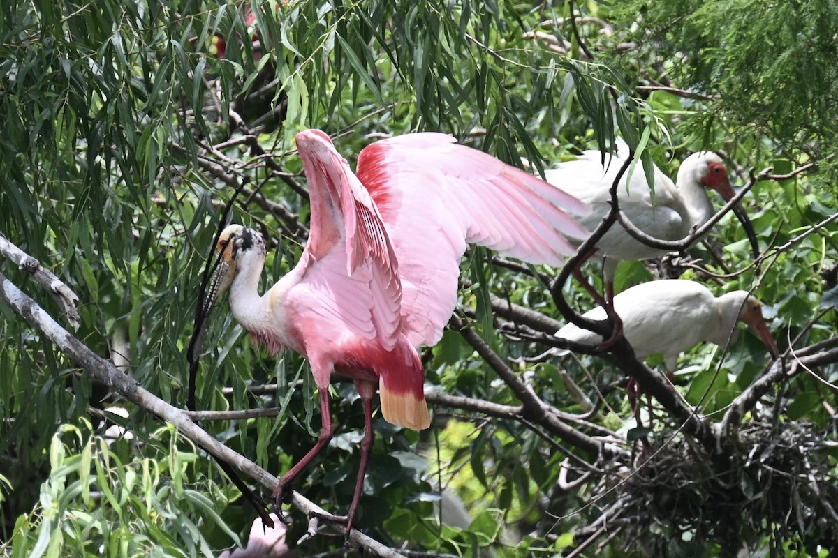 Roseate Spoonbill - ML635890416