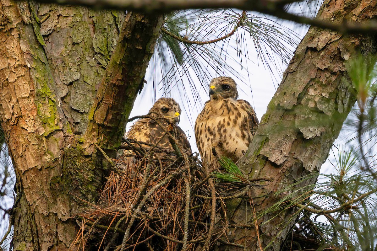 Red-shouldered Hawk - ML635890458