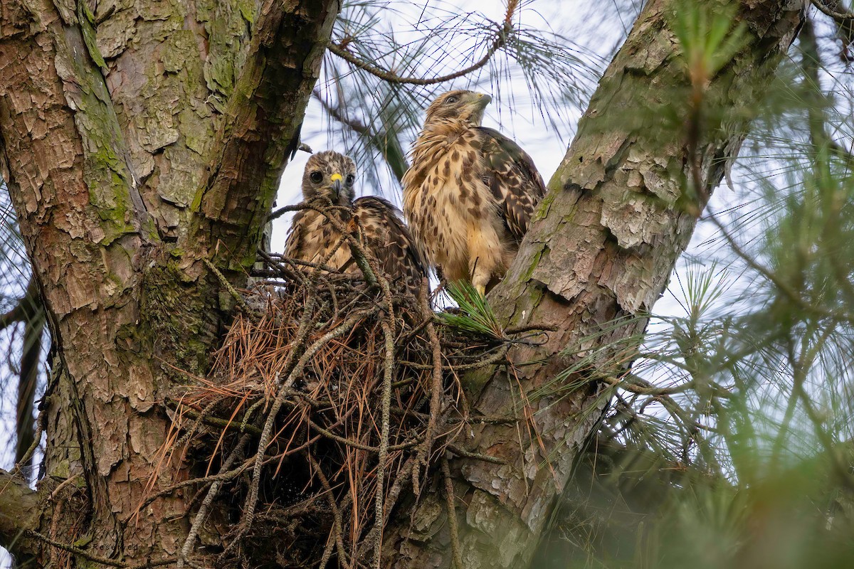 Red-shouldered Hawk - ML635890459