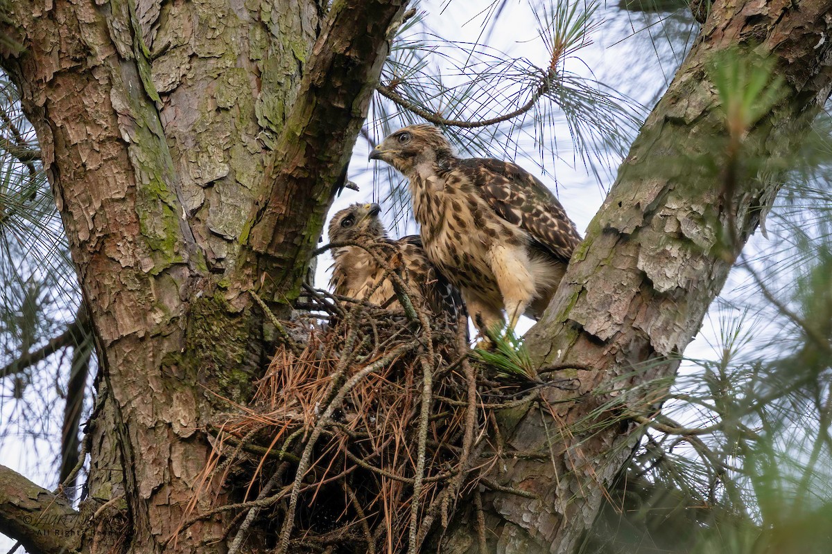 Red-shouldered Hawk - ML635890461