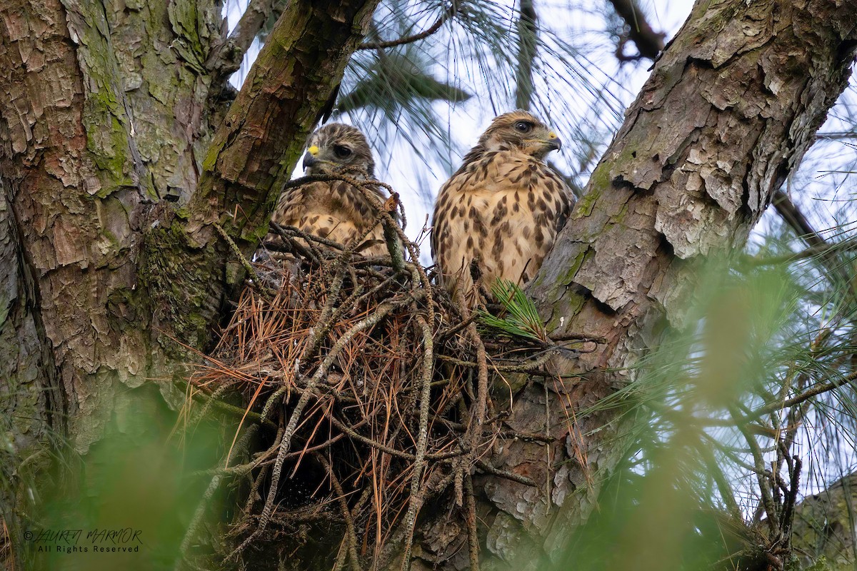 Red-shouldered Hawk - ML635890462