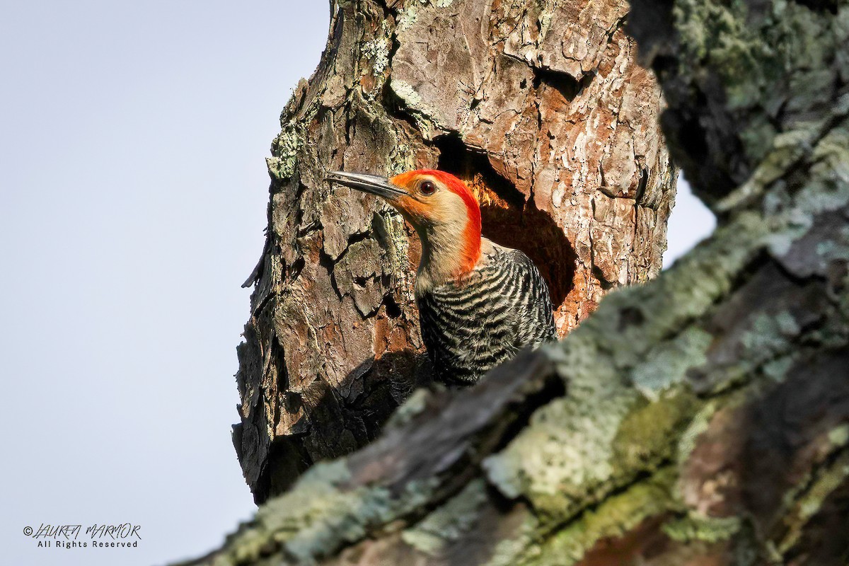 Red-bellied Woodpecker - ML635890480