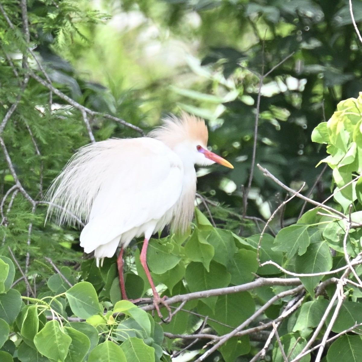Western Cattle-Egret - ML635890487