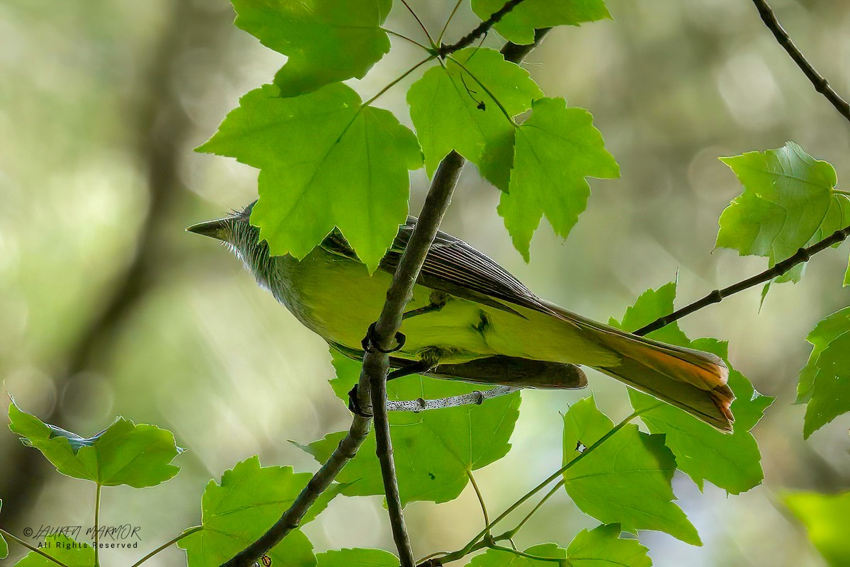 Great Crested Flycatcher - ML635890495